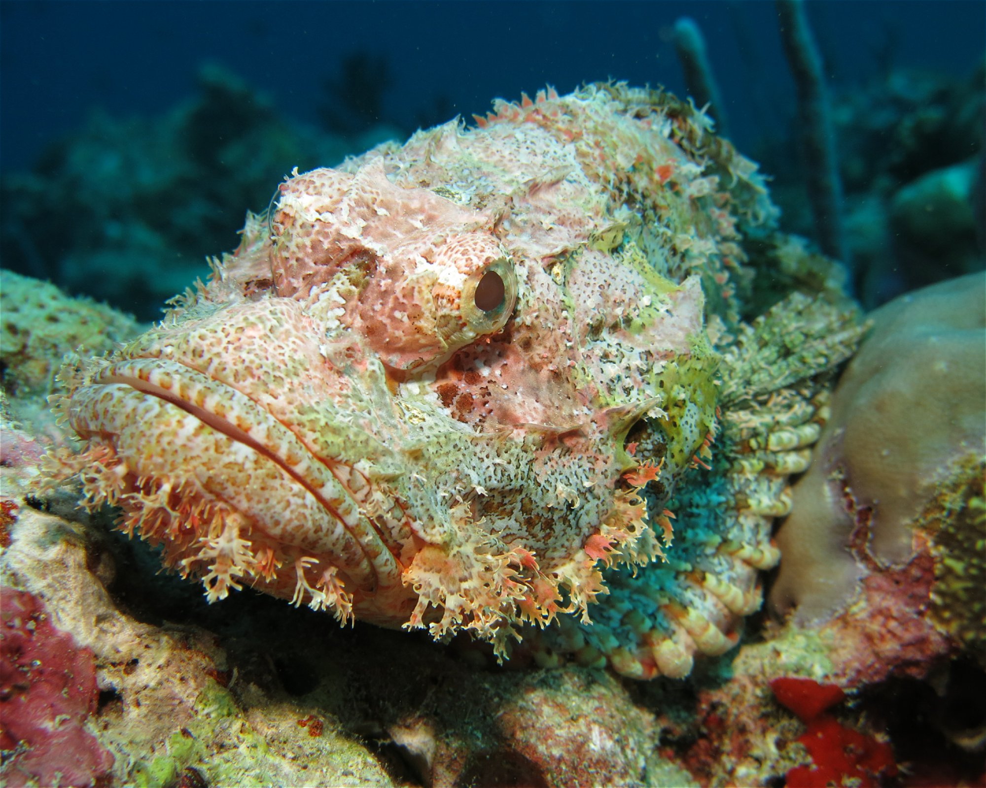 DivePoint Hudhuran Fushi, 20193 Male