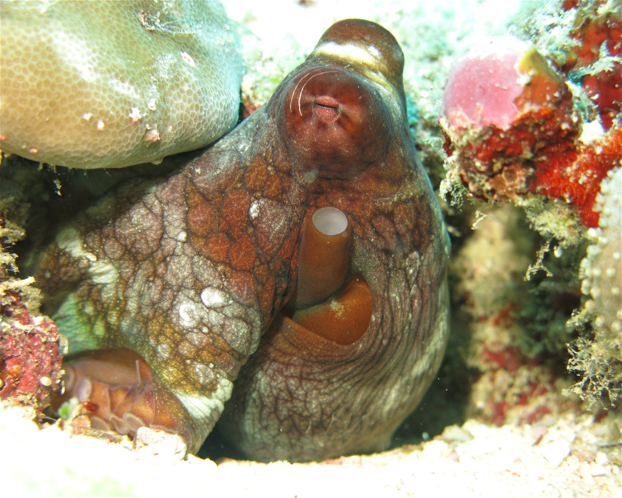 DivePoint Hudhuran Fushi, 20193 Male