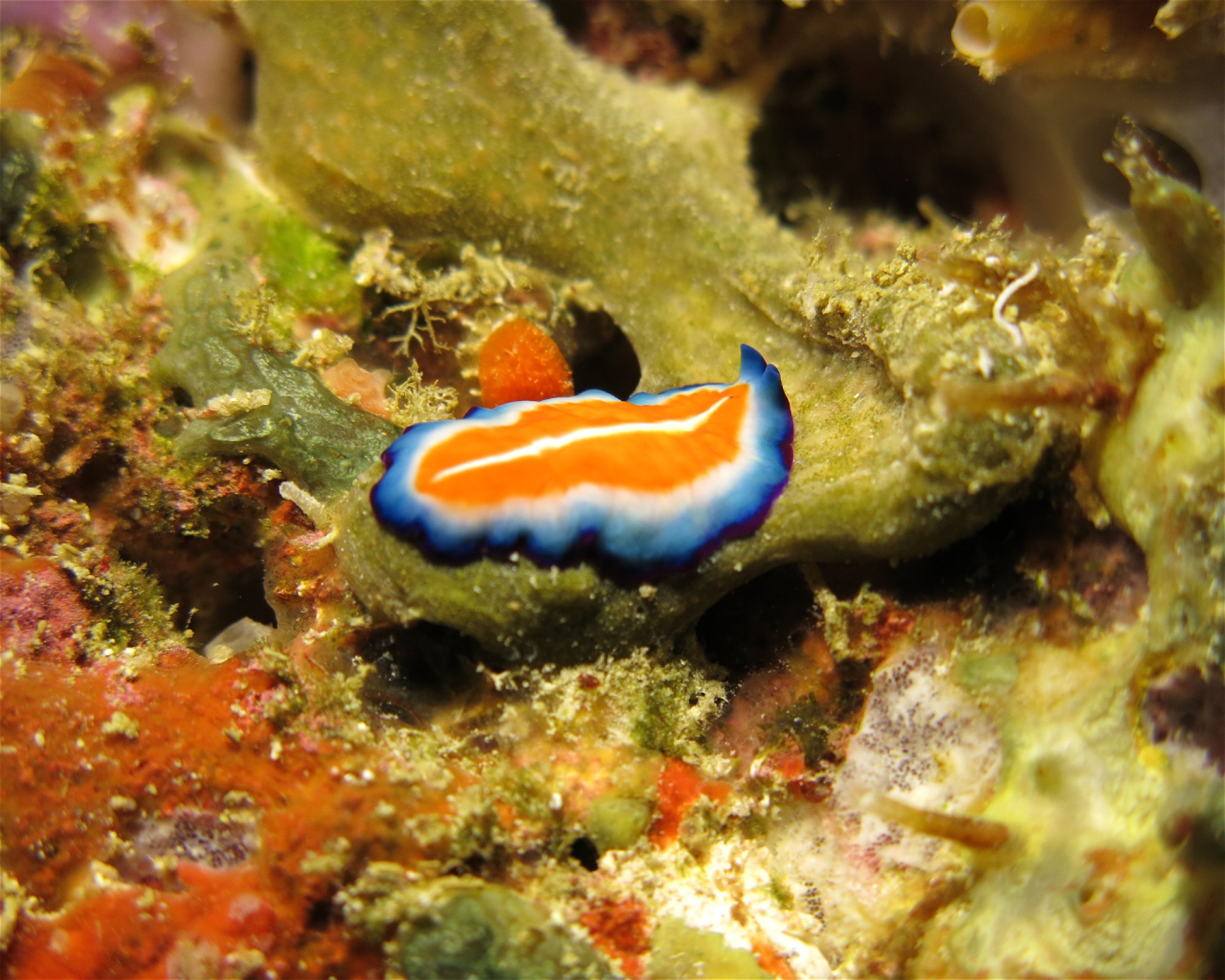 DivePoint Hudhuran Fushi, 20193 Male