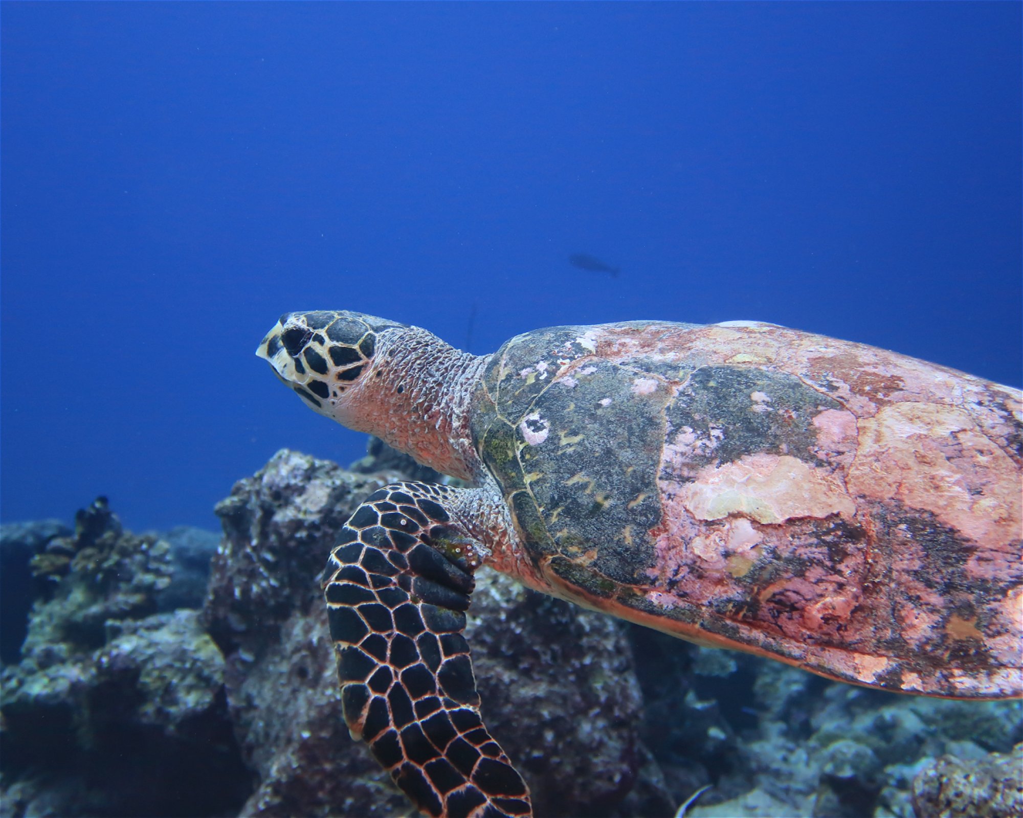DivePoint Hudhuran Fushi, 20193 Male