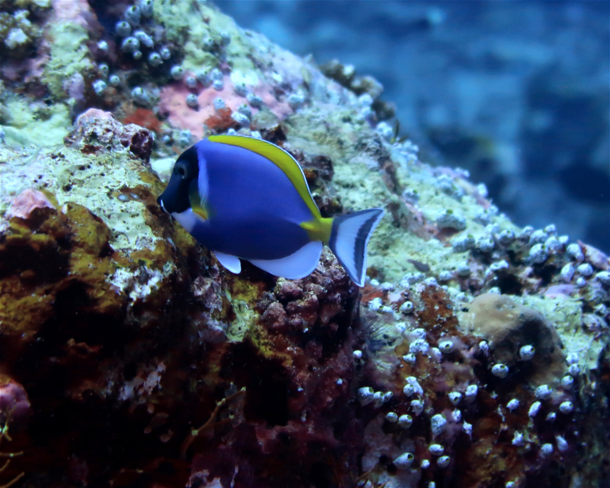 DivePoint Hudhuran Fushi, 20193 Male