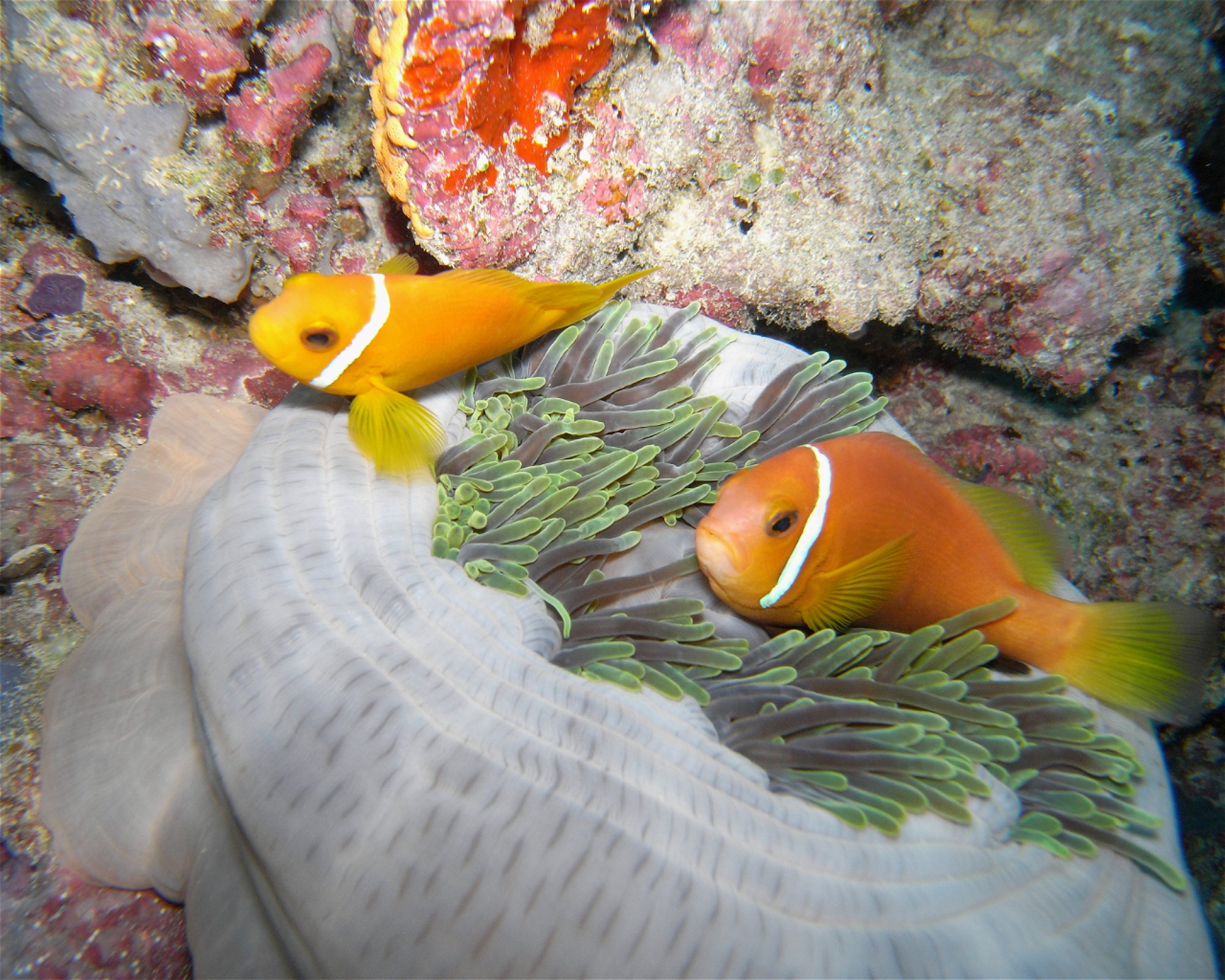 DivePoint Hudhuran Fushi, 20193 Male