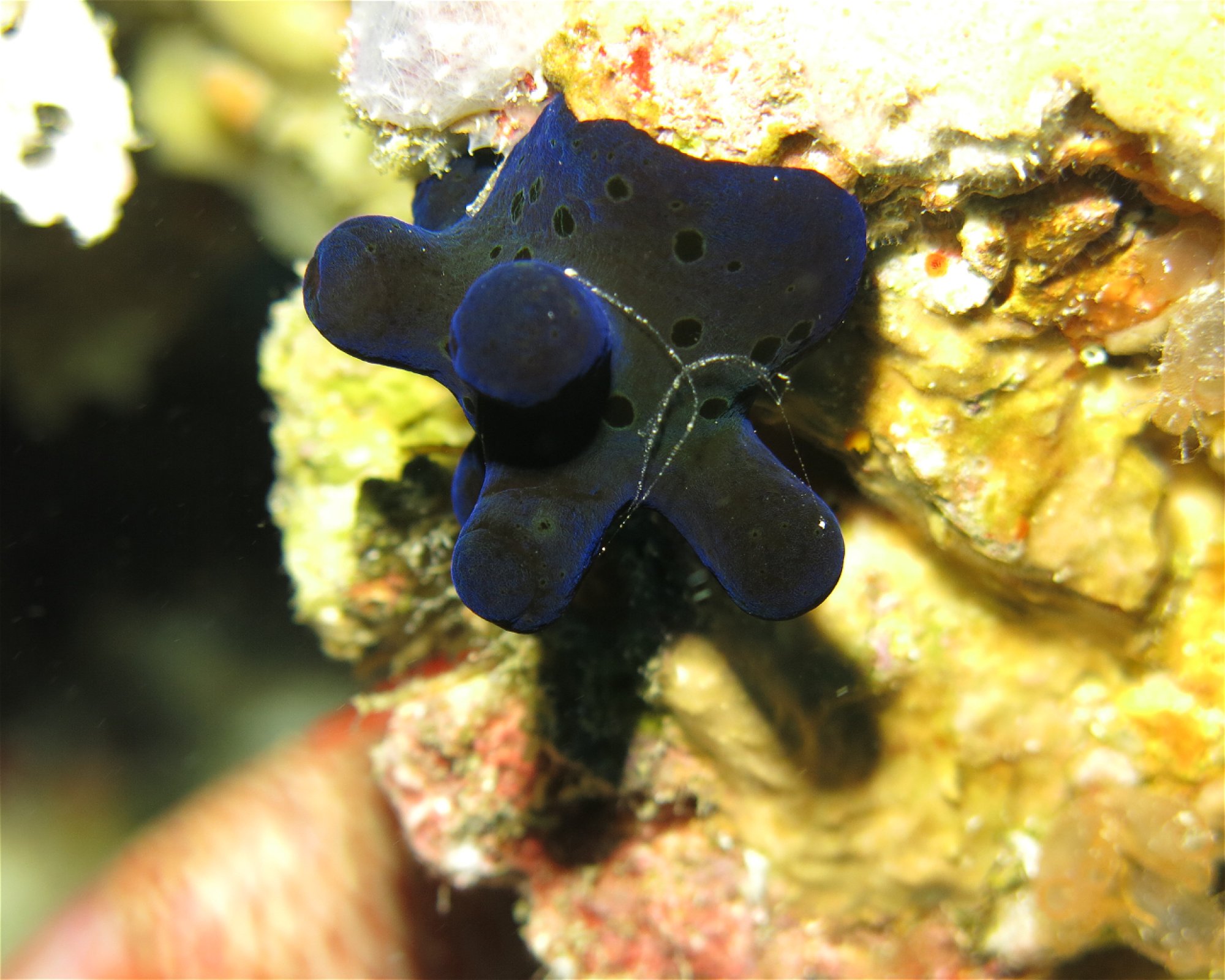 DivePoint Hudhuran Fushi, 20193 Male