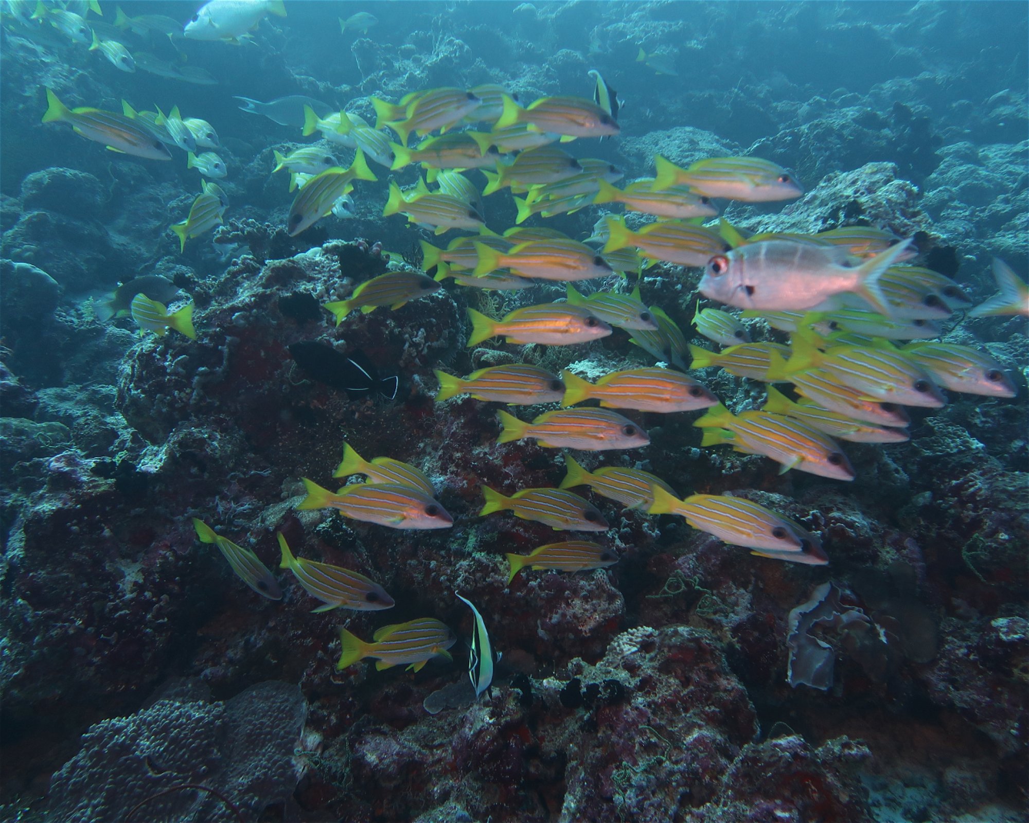DivePoint Hudhuran Fushi, 20193 Male