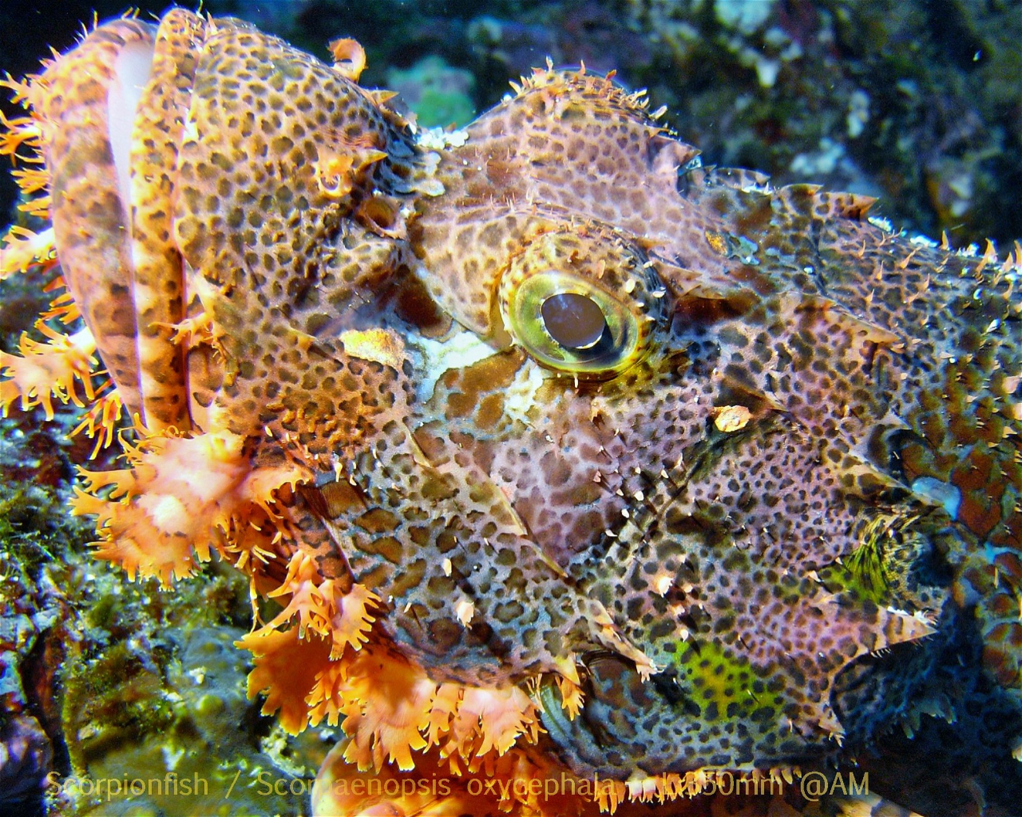 DivePoint Hudhuran Fushi, 20193 Male