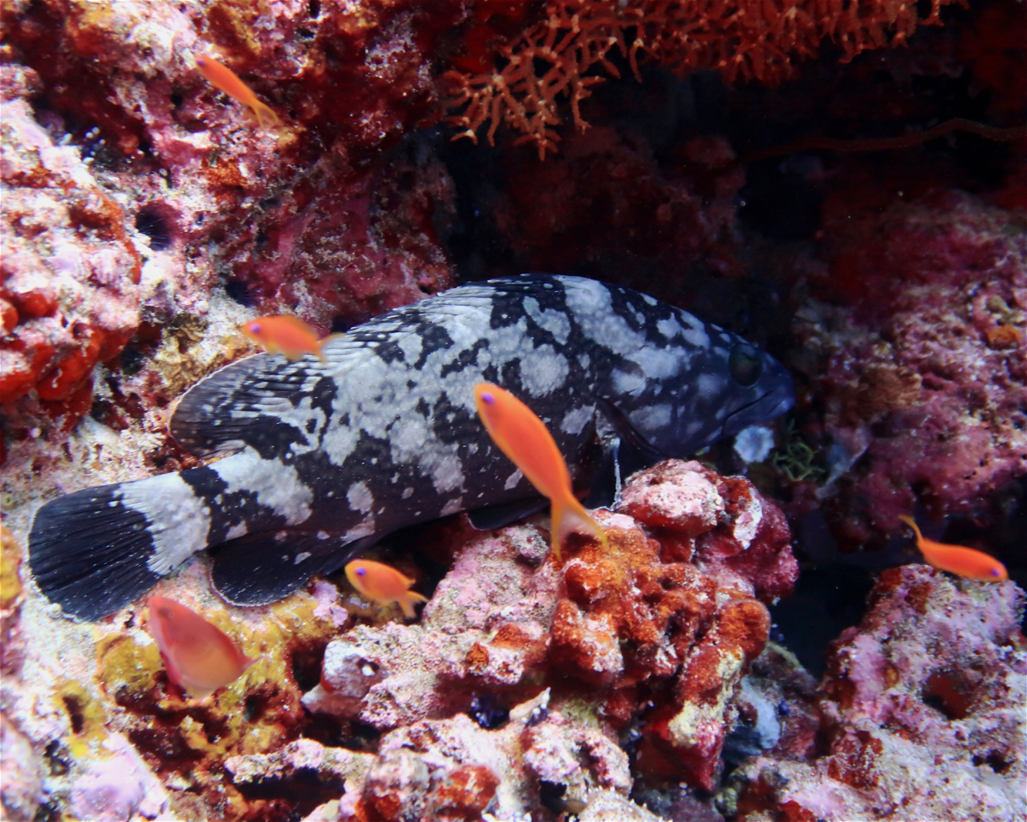 DivePoint Hudhuran Fushi, 20193 Male