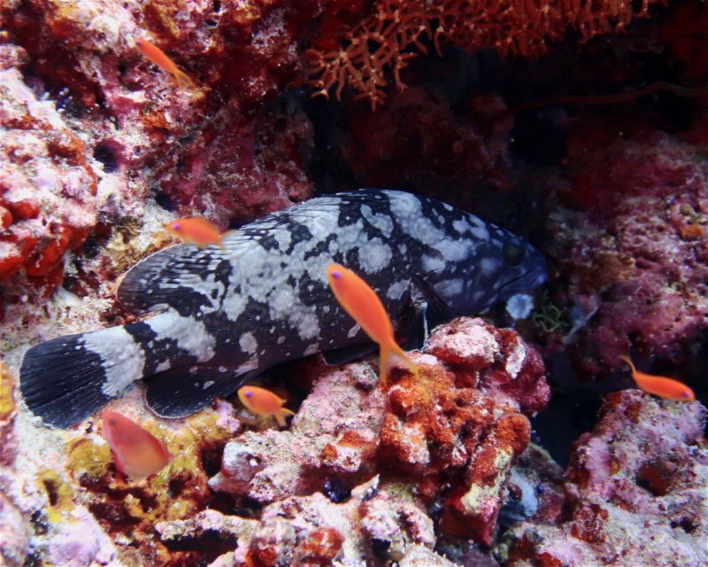 Divesite Image