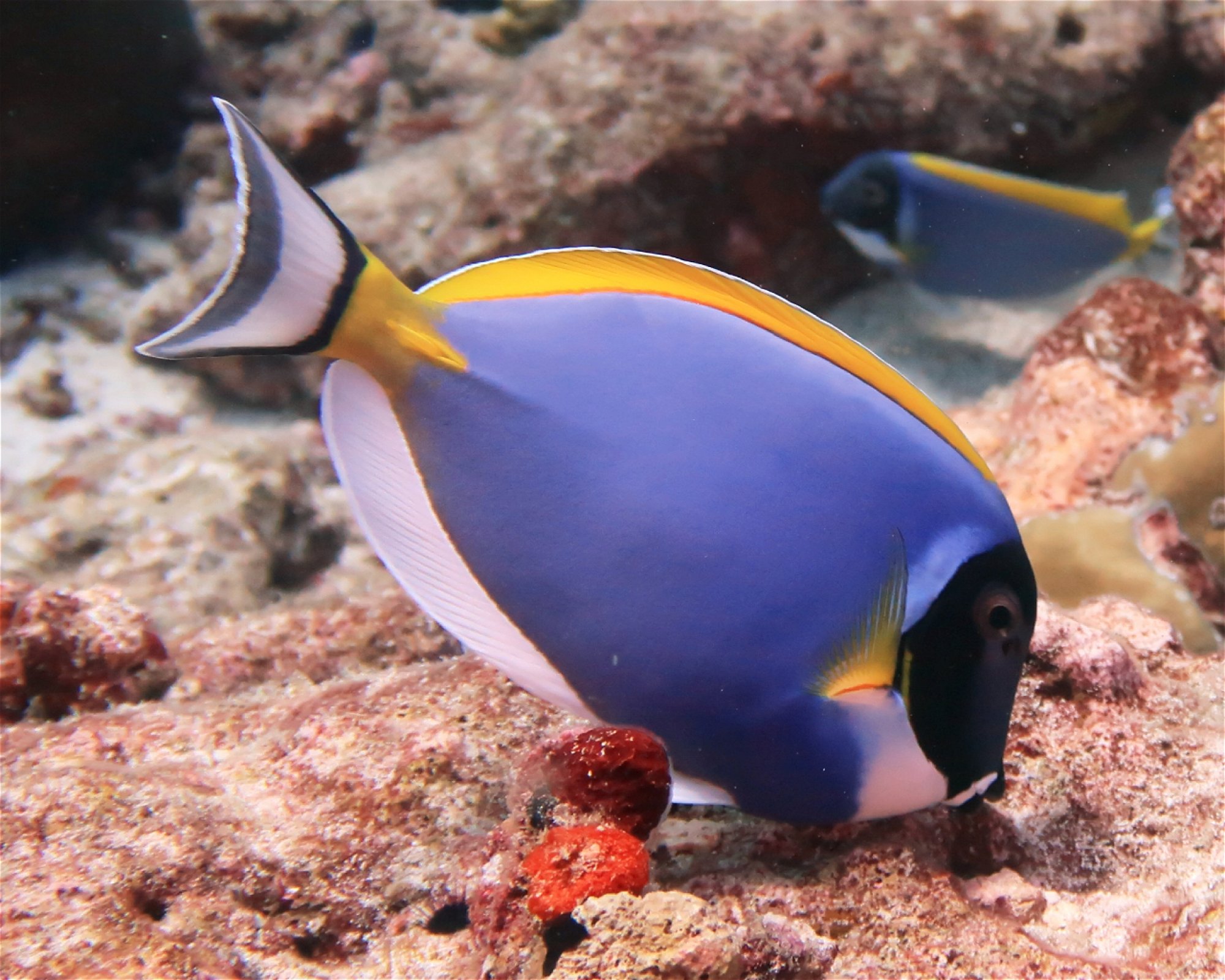 DivePoint Hudhuran Fushi, 20193 Male