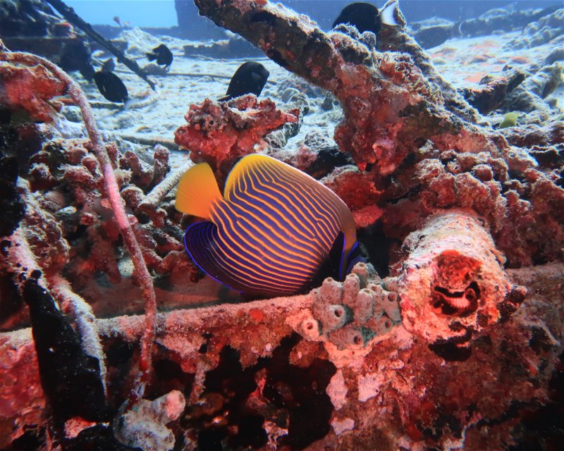 Divesite Image