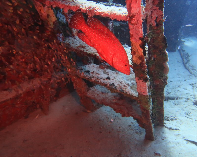 Divesite Image