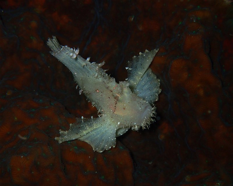Divesite Image