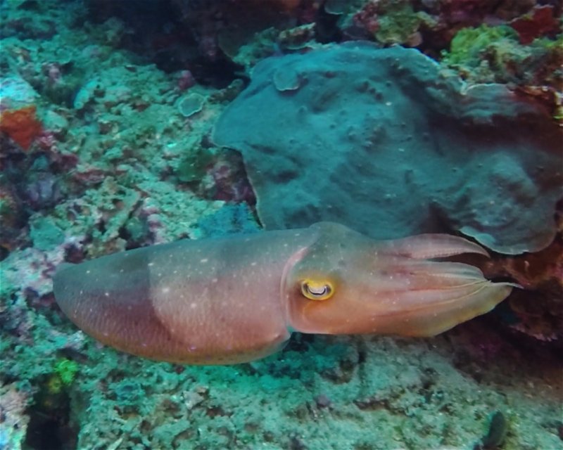 Divesite Image