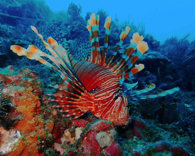 Divesite Image