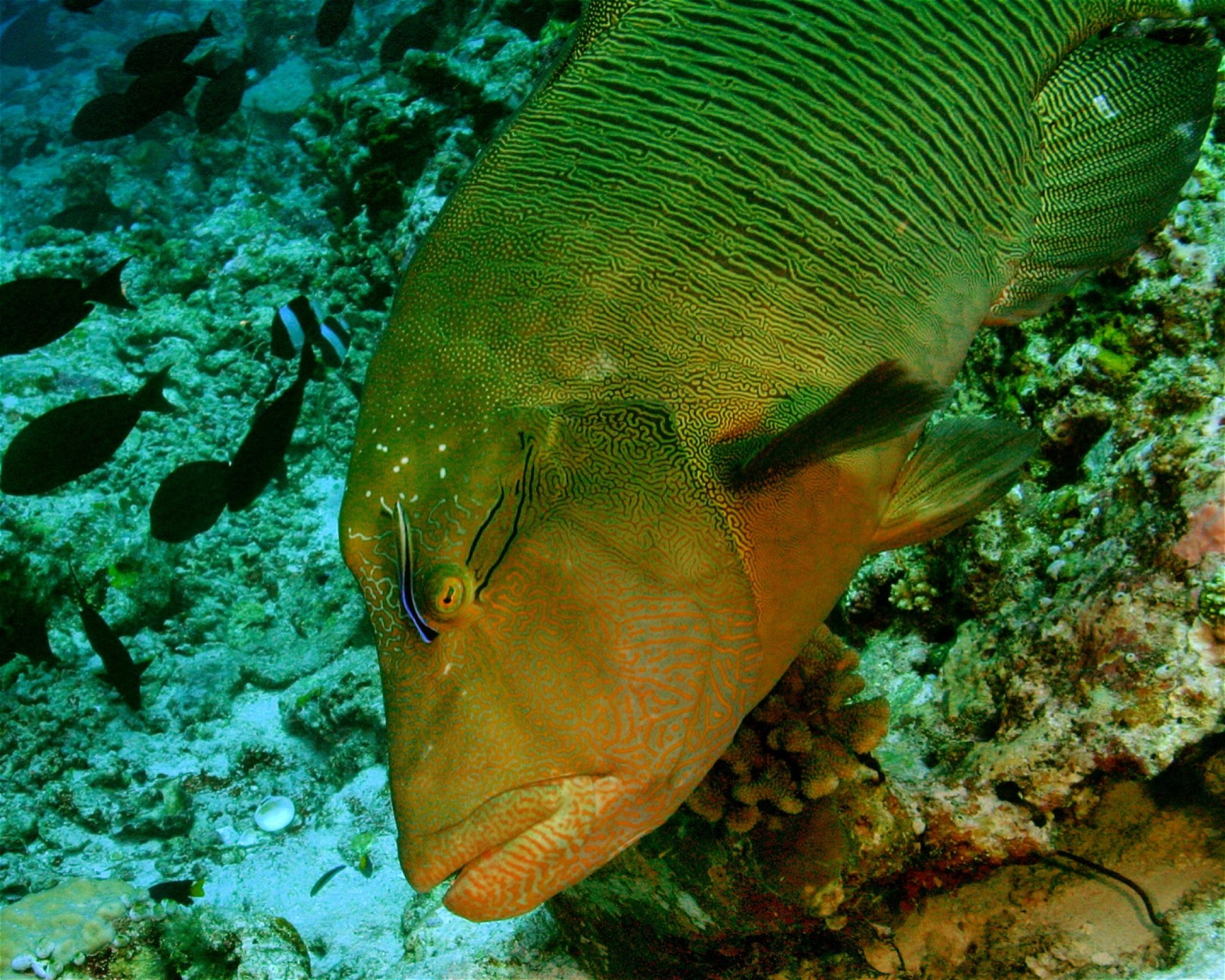 Maldives Passions, 08090 Maafushi