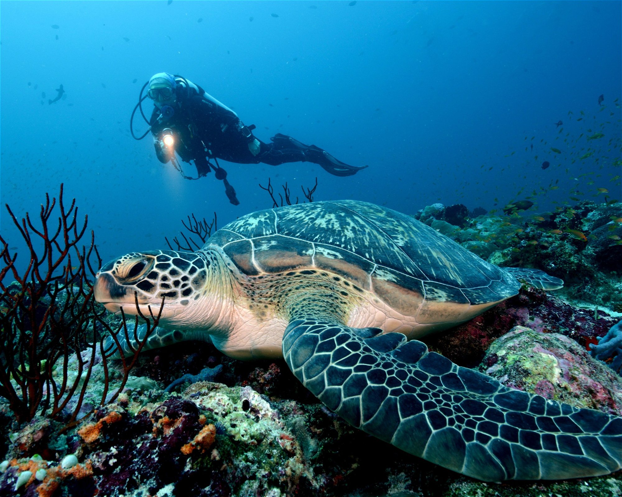 Maldives Passions, 08090 Maafushi