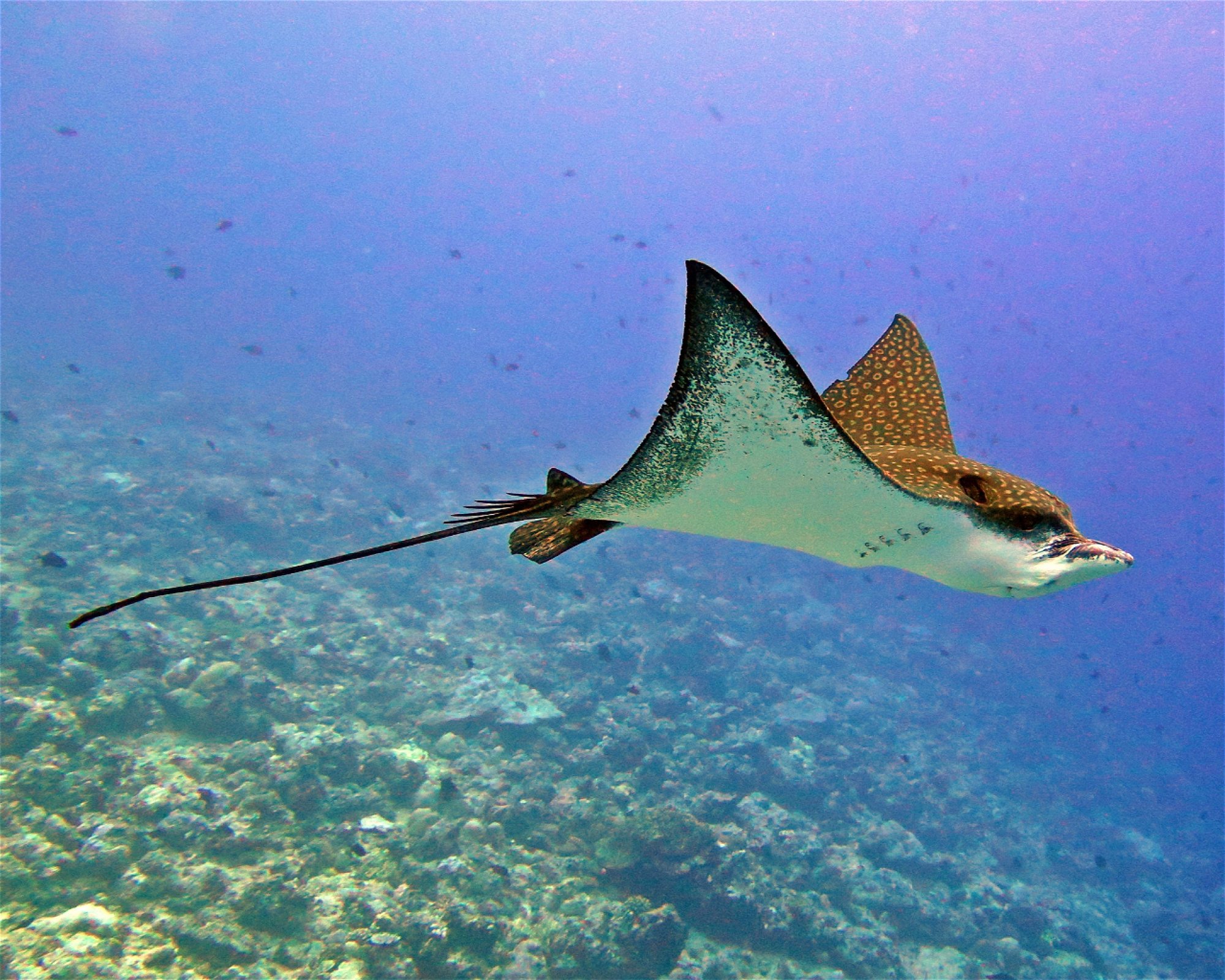 Maldives Passions, 08090 Maafushi