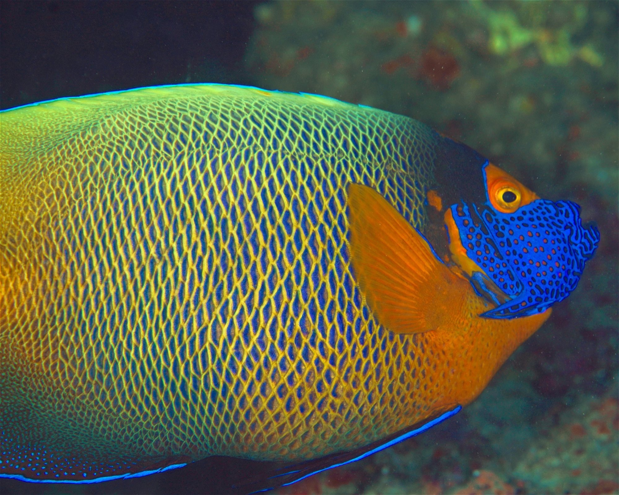 Maldives Passions, 08090 Maafushi