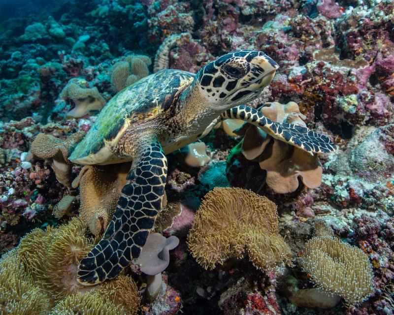 Divesite Image