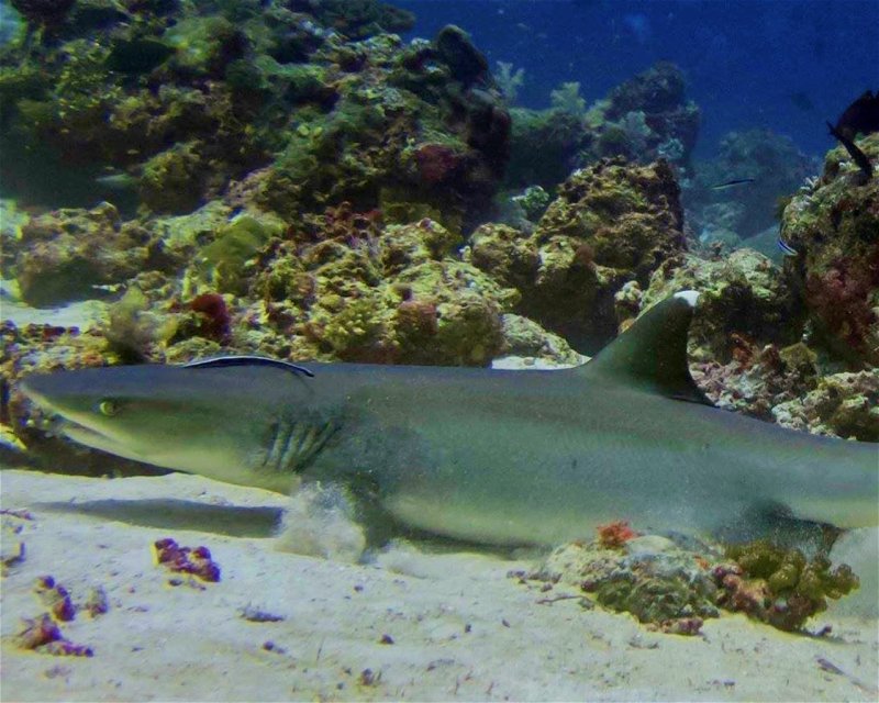Divesite Image
