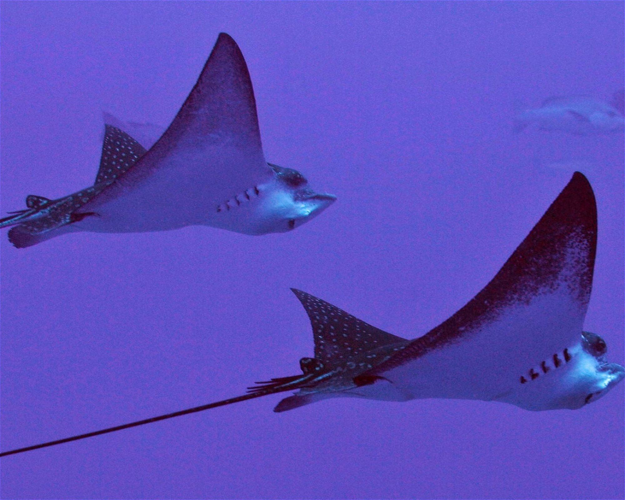 Maldives Passions, 08090 Maafushi
