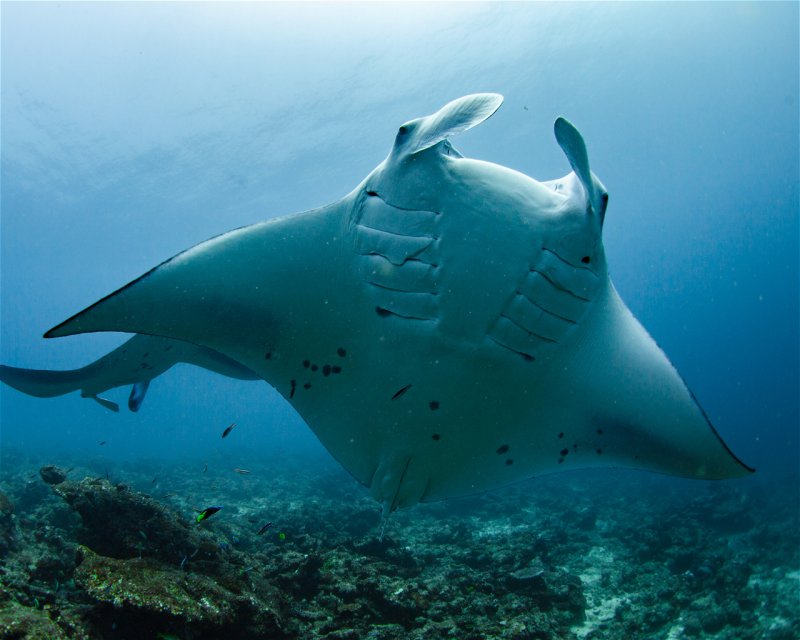 Divesite Image