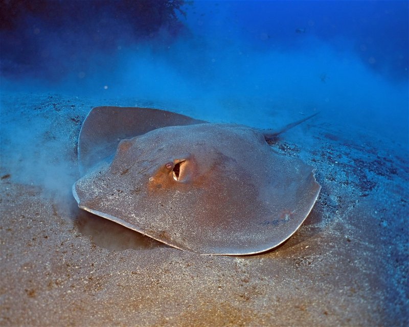 Divesite Image