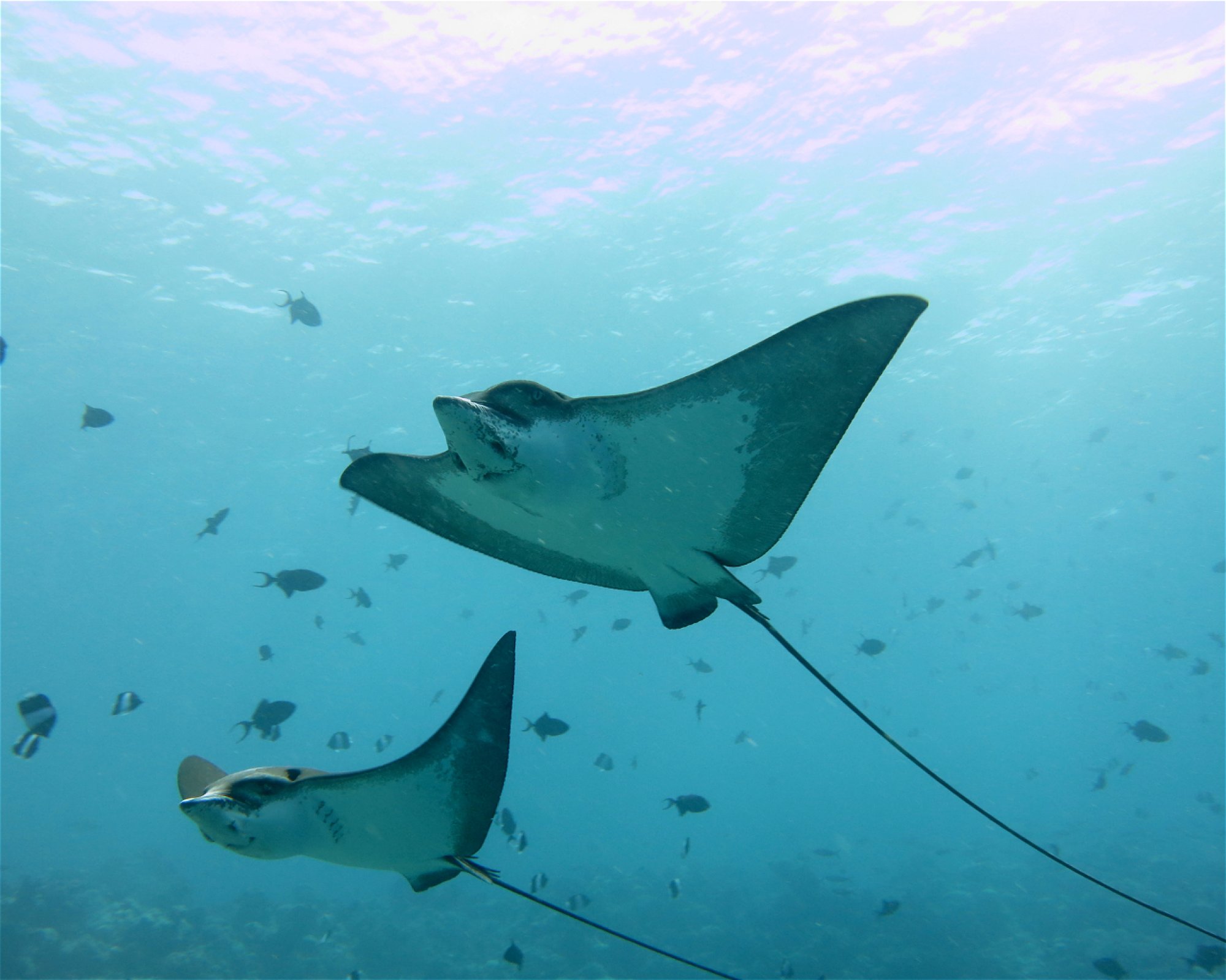 DivePoint Meedhupparu, 960 Meedhupparu