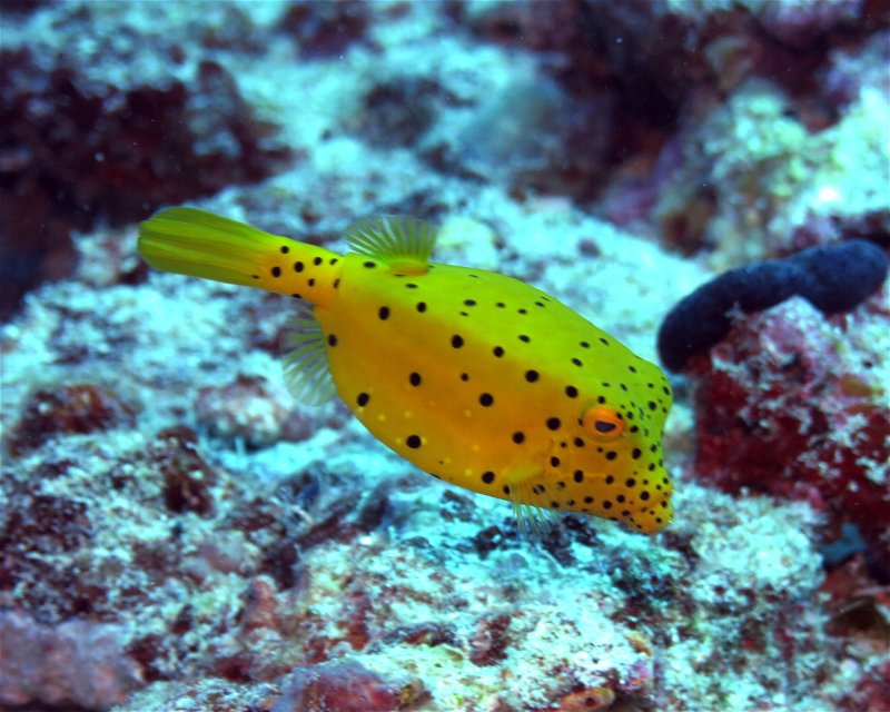 Divesite Image