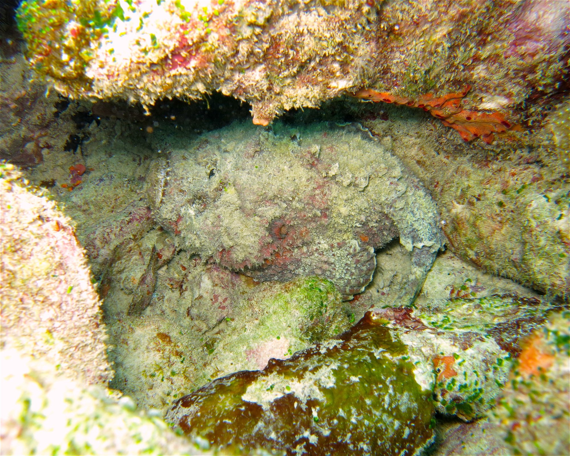 DivePoint Meedhupparu, 960 Meedhupparu
