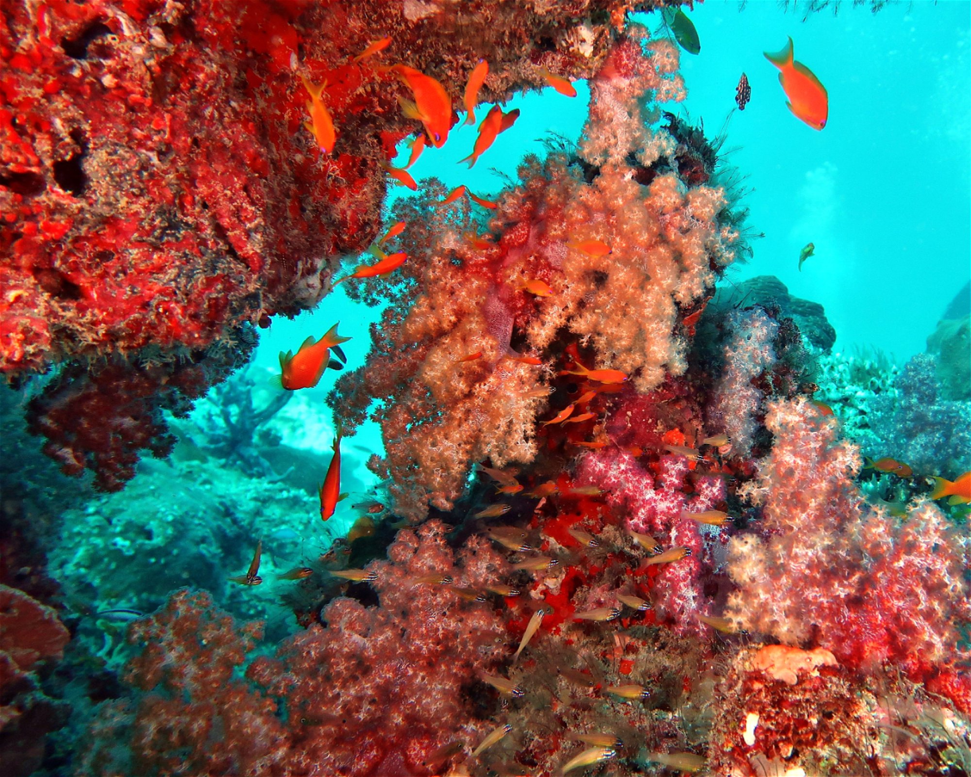 DivePoint Meedhupparu, 960 Meedhupparu