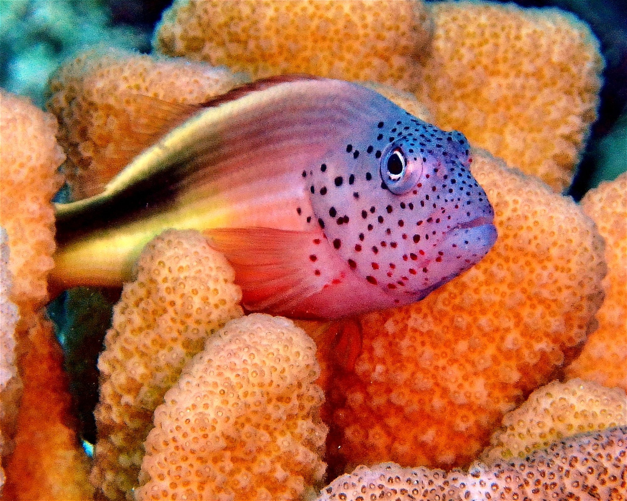 DivePoint Meedhupparu, 960 Meedhupparu