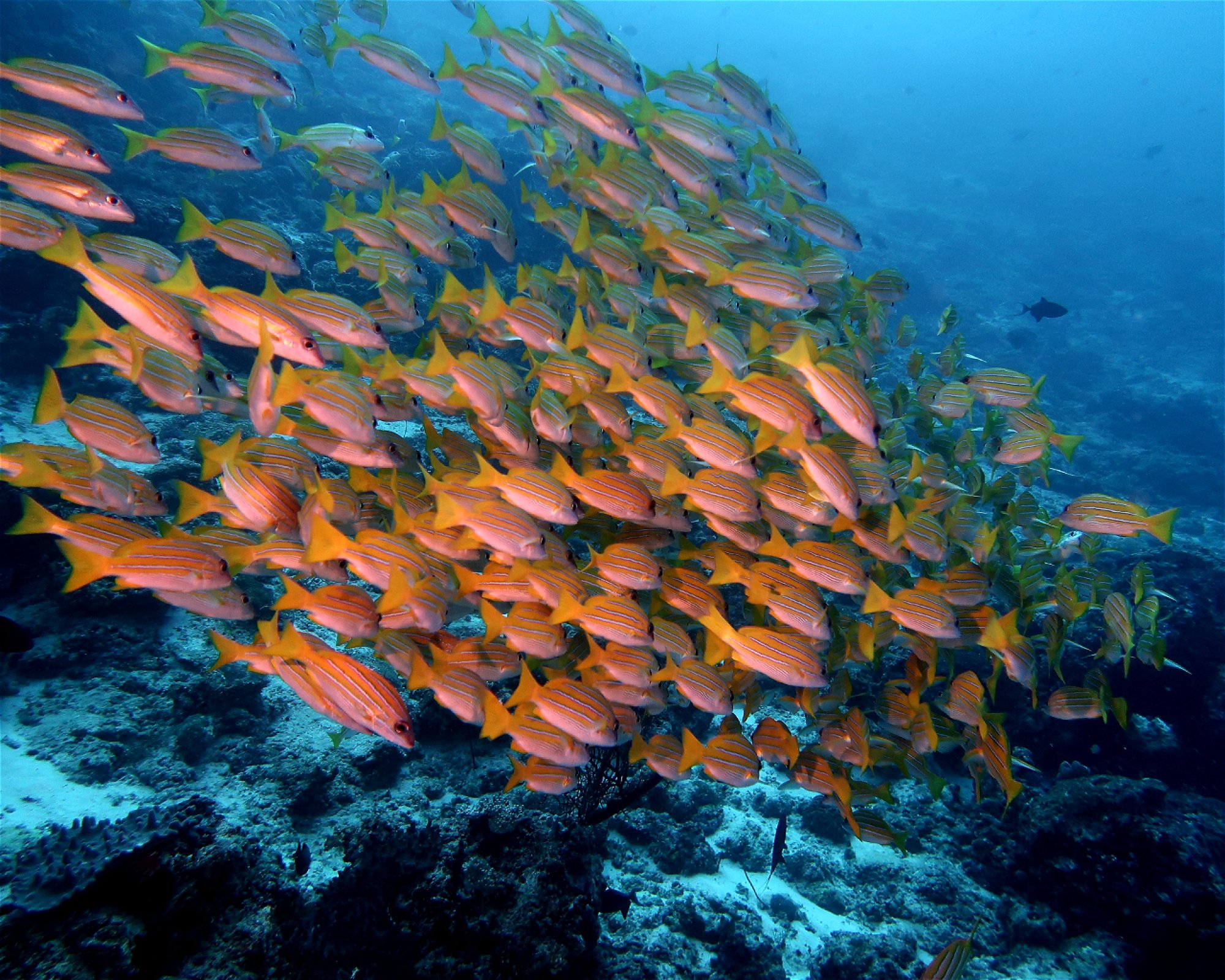 DivePoint Meedhupparu, 960 Meedhupparu