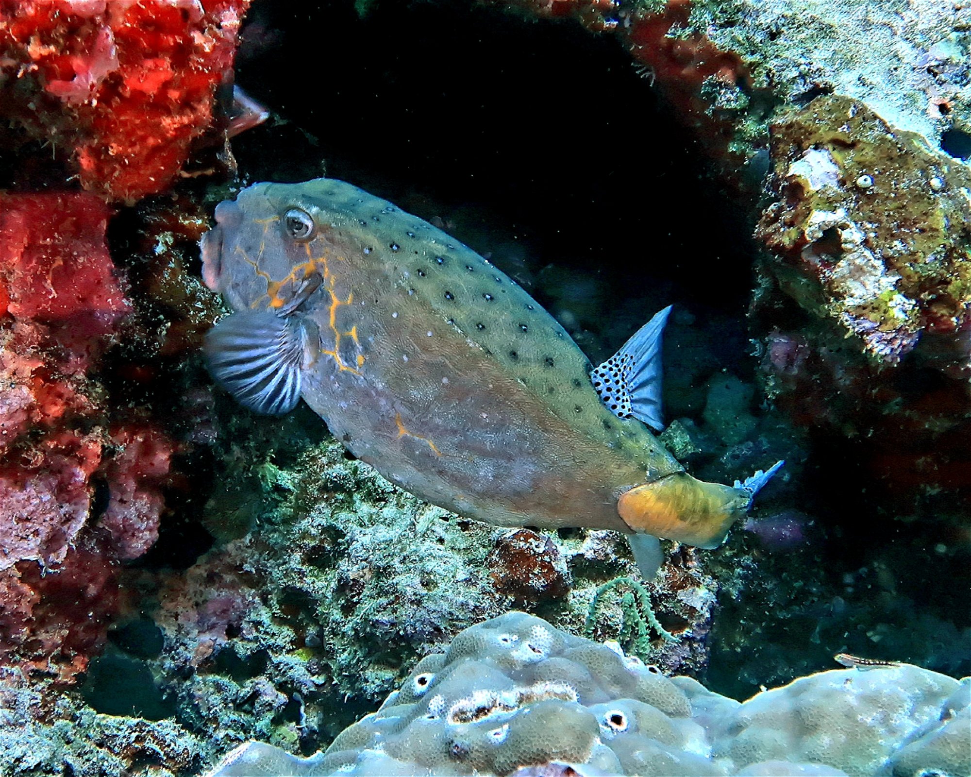 DivePoint Meedhupparu, 960 Meedhupparu