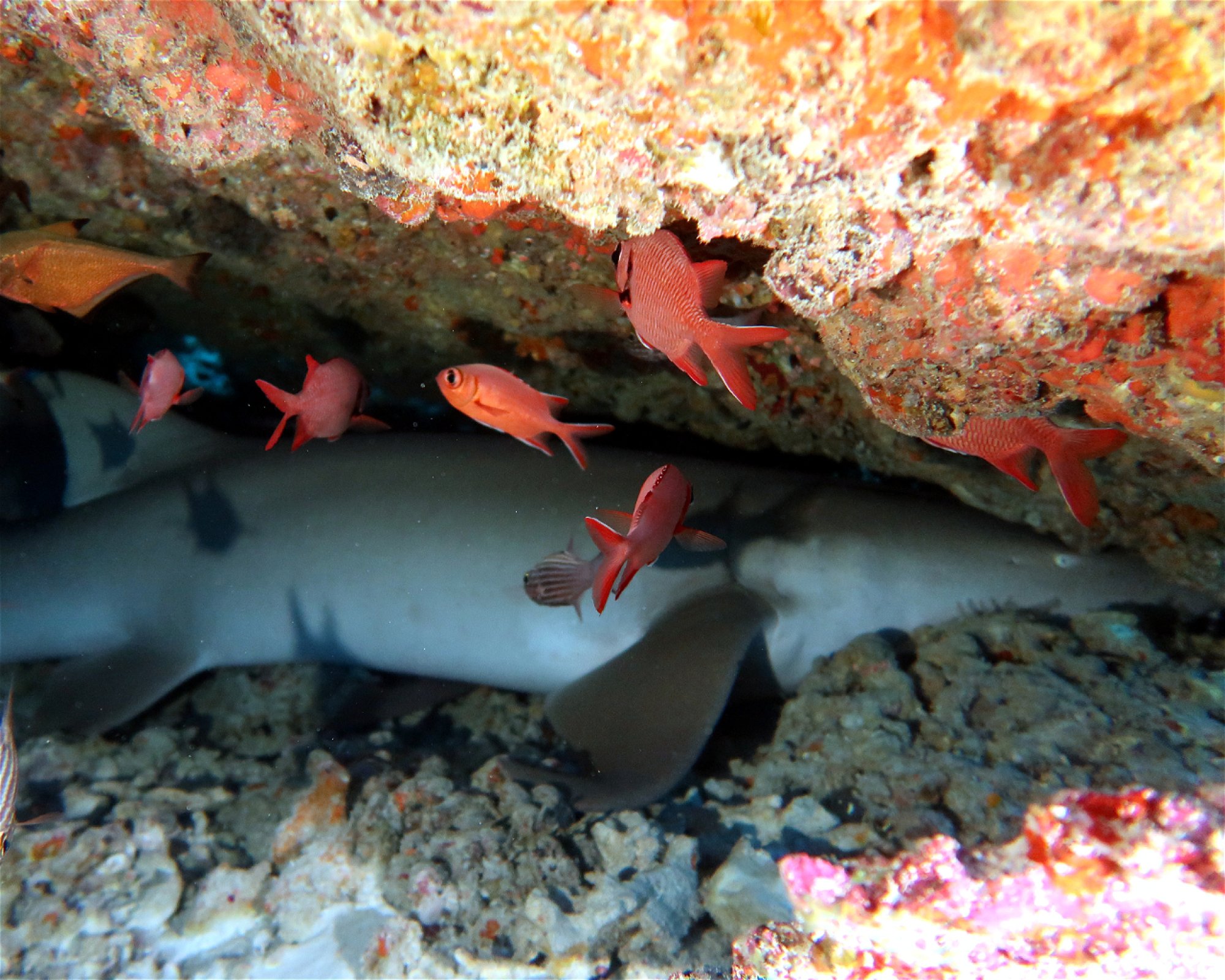 DivePoint Meedhupparu, 960 Meedhupparu