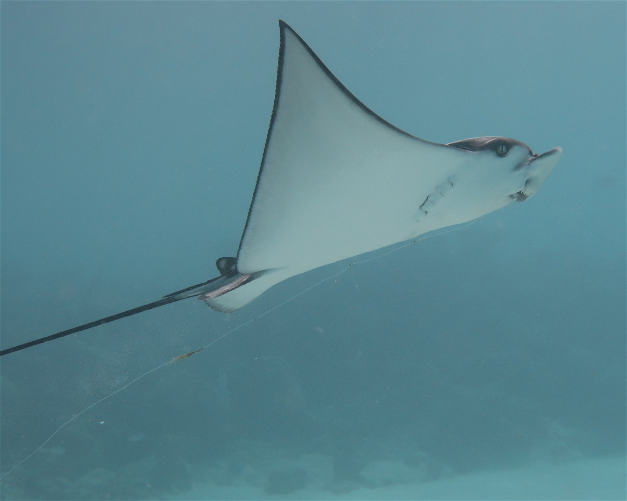 DivePoint Meedhupparu, 960 Meedhupparu