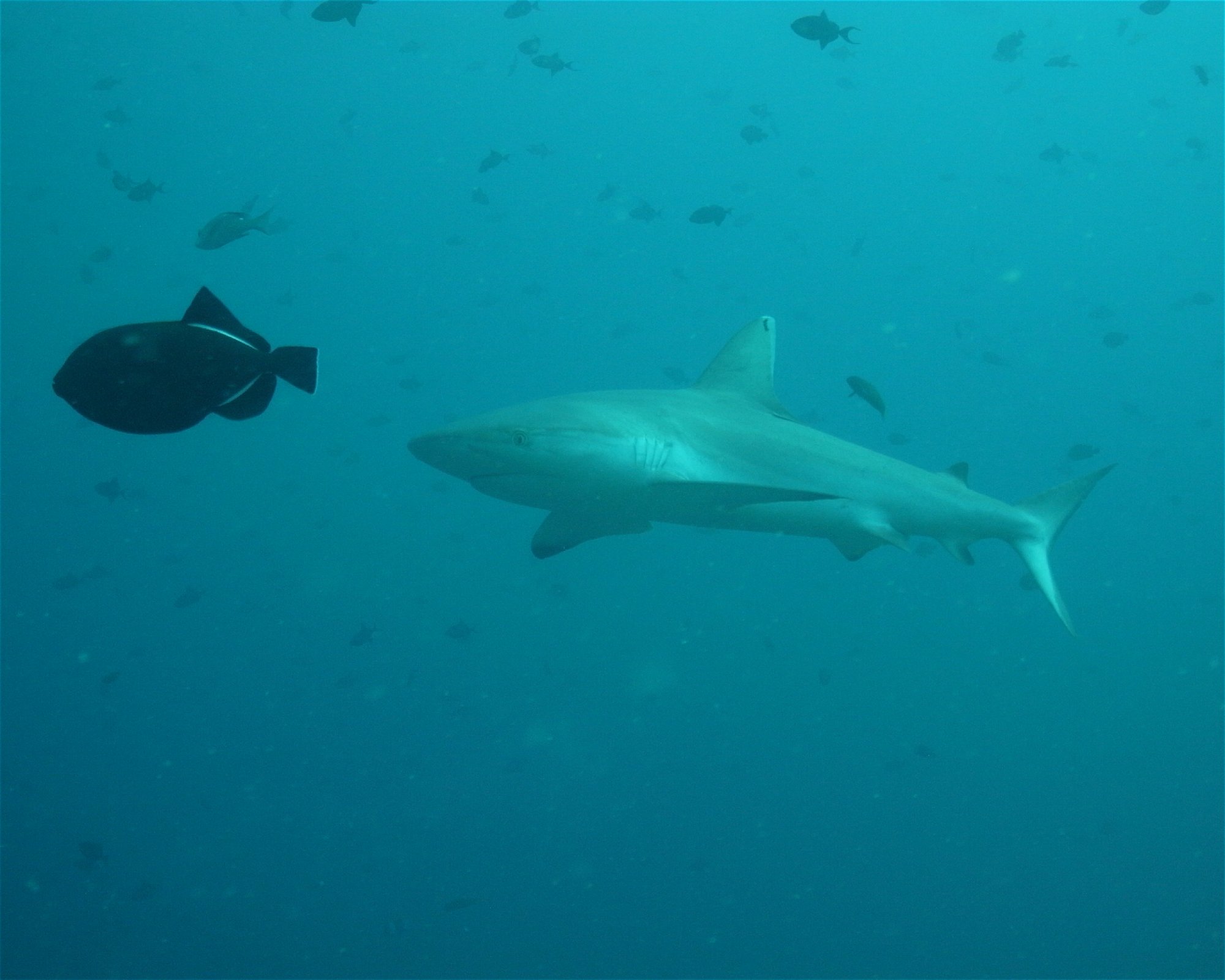 DivePoint Meedhupparu, 960 Meedhupparu