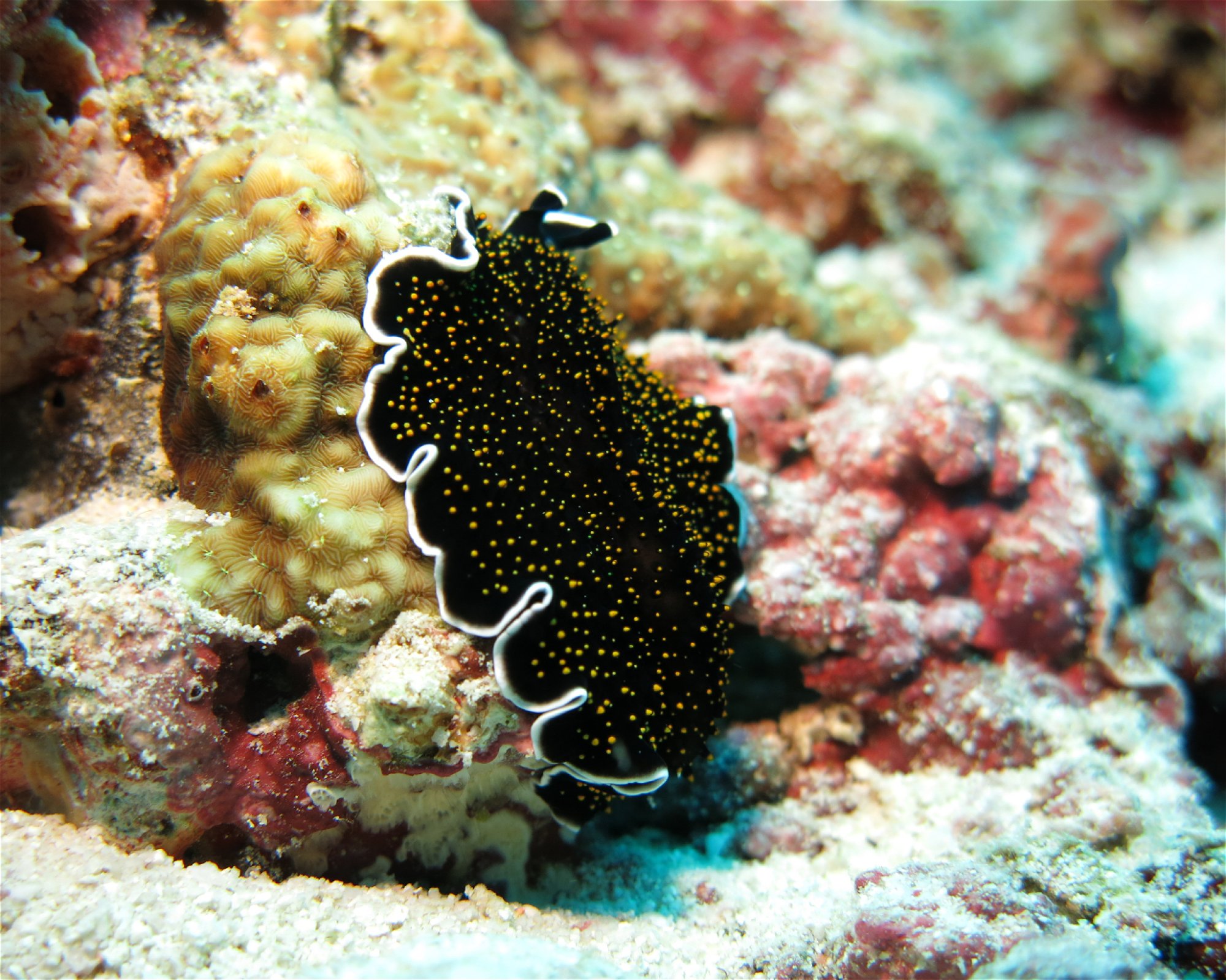 DivePoint Meedhupparu, 960 Meedhupparu