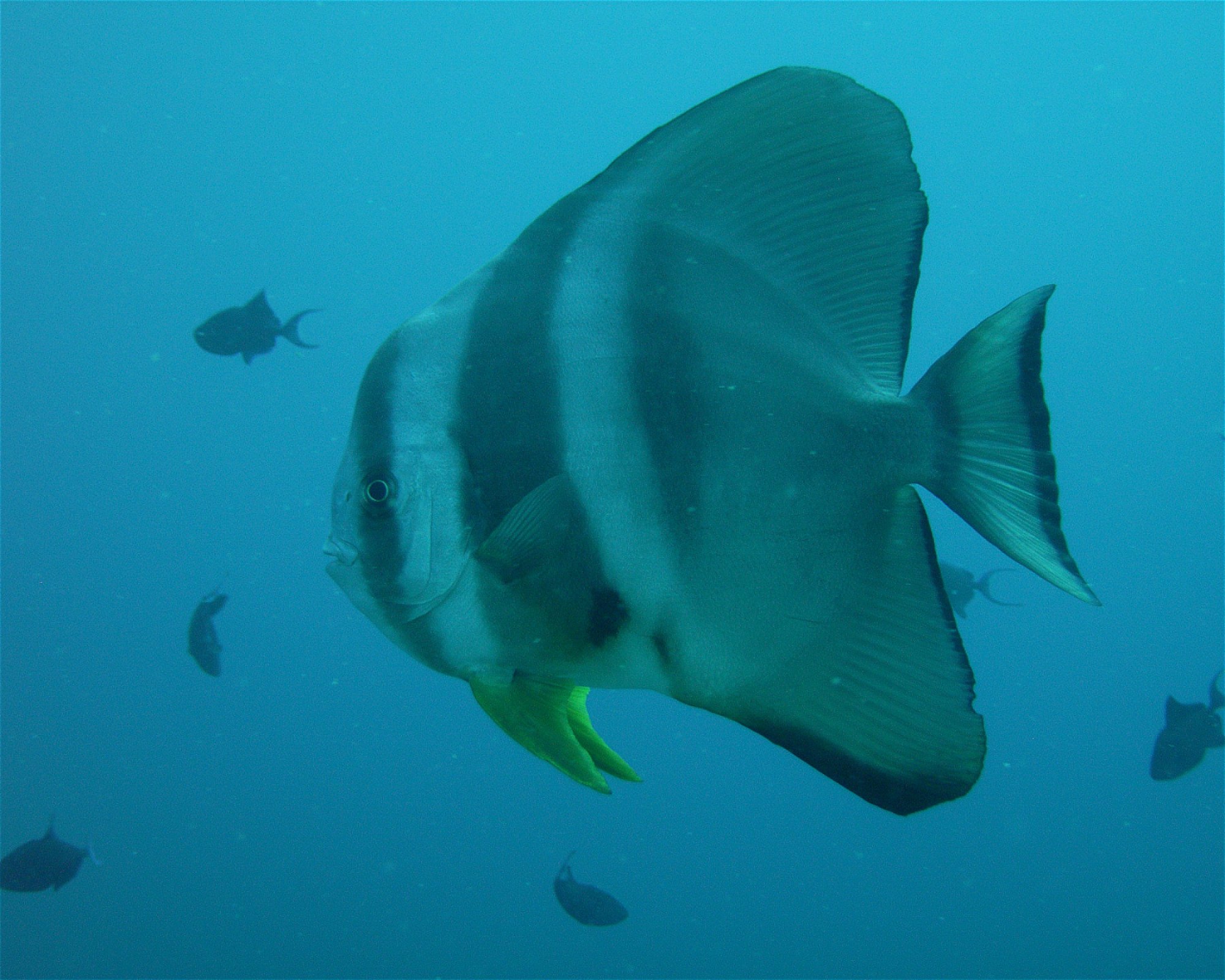 DivePoint Meedhupparu, 960 Meedhupparu