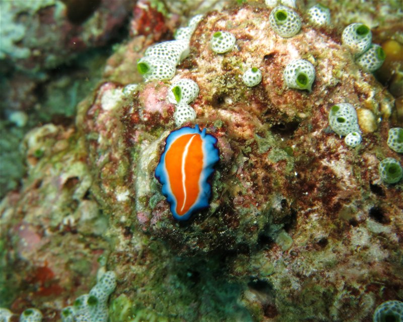 Divesite Image