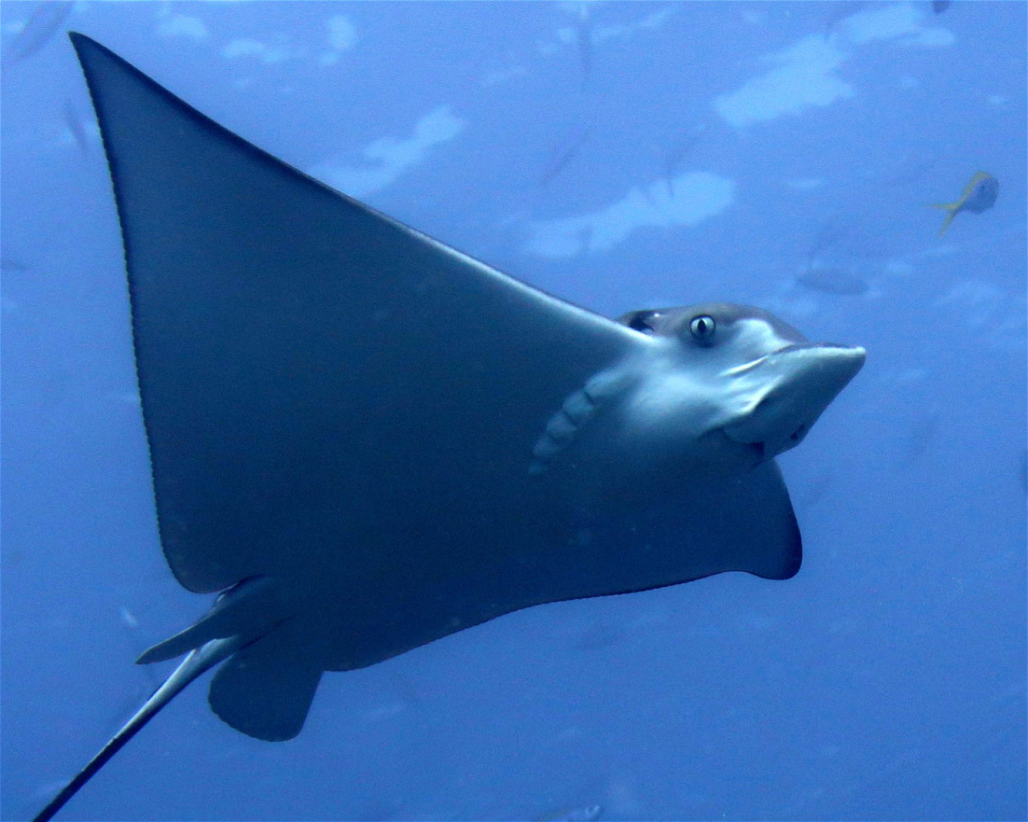 DivePoint Meedhupparu, 960 Meedhupparu