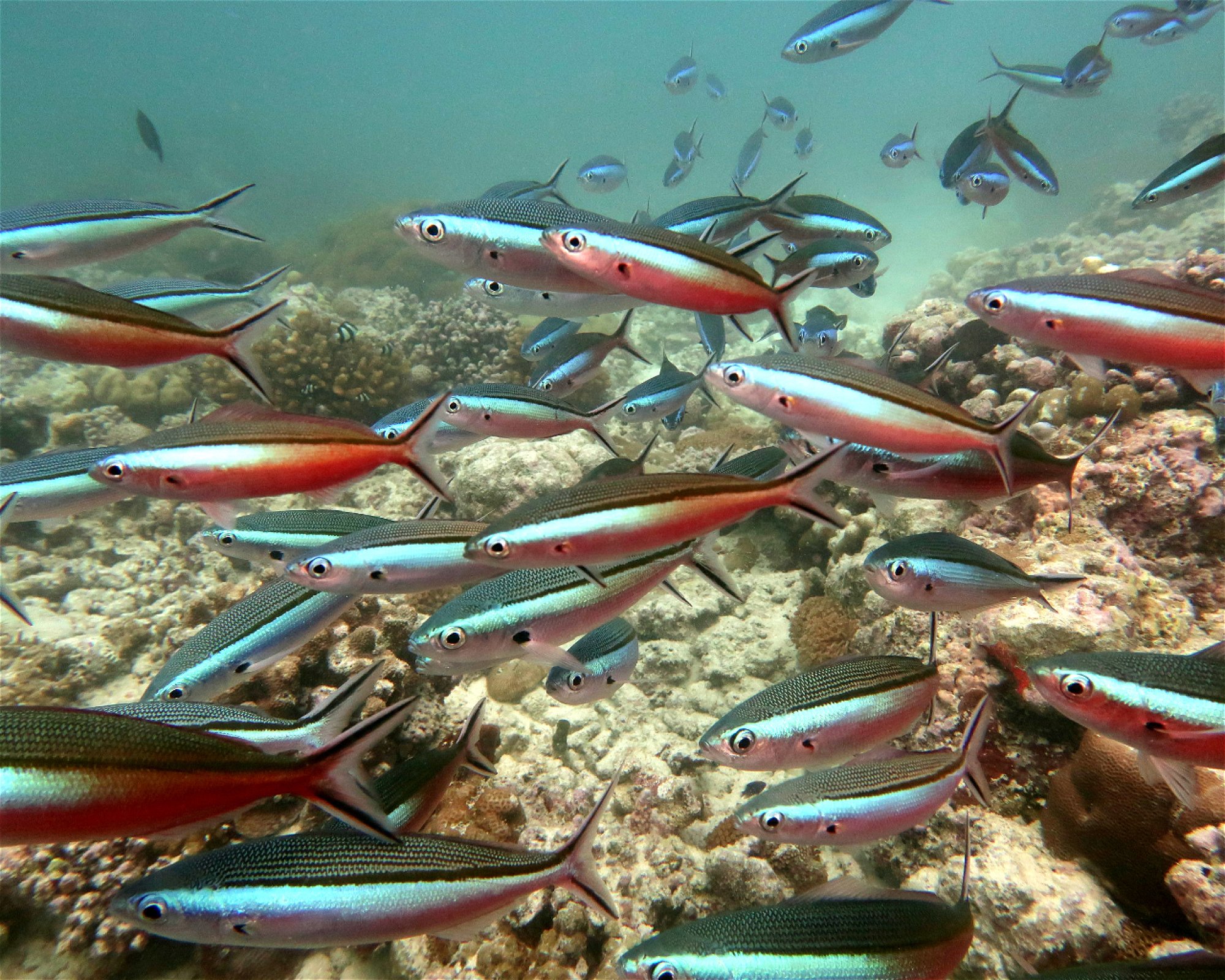 DivePoint Meedhupparu, 960 Meedhupparu