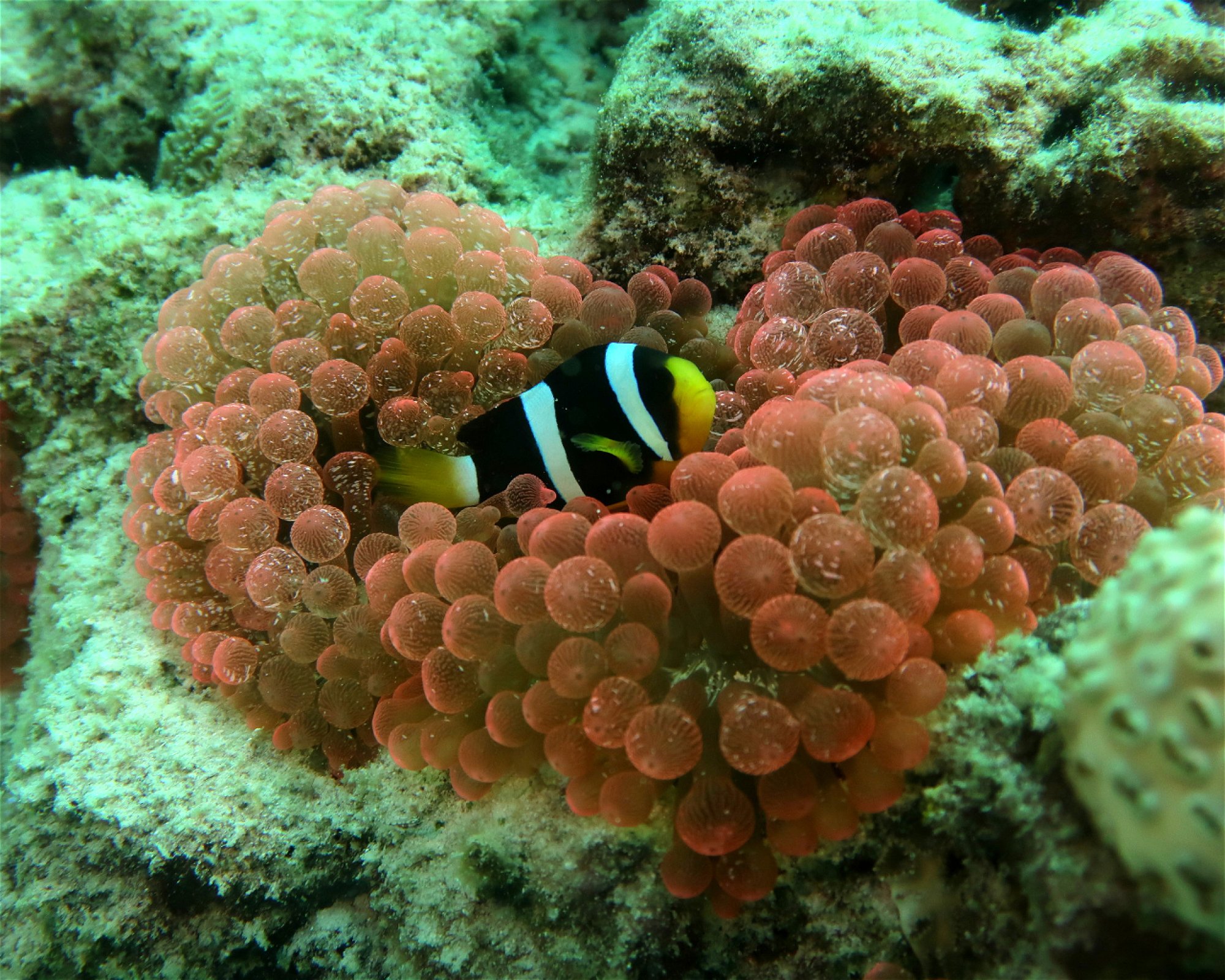 DivePoint Meedhupparu, 960 Meedhupparu