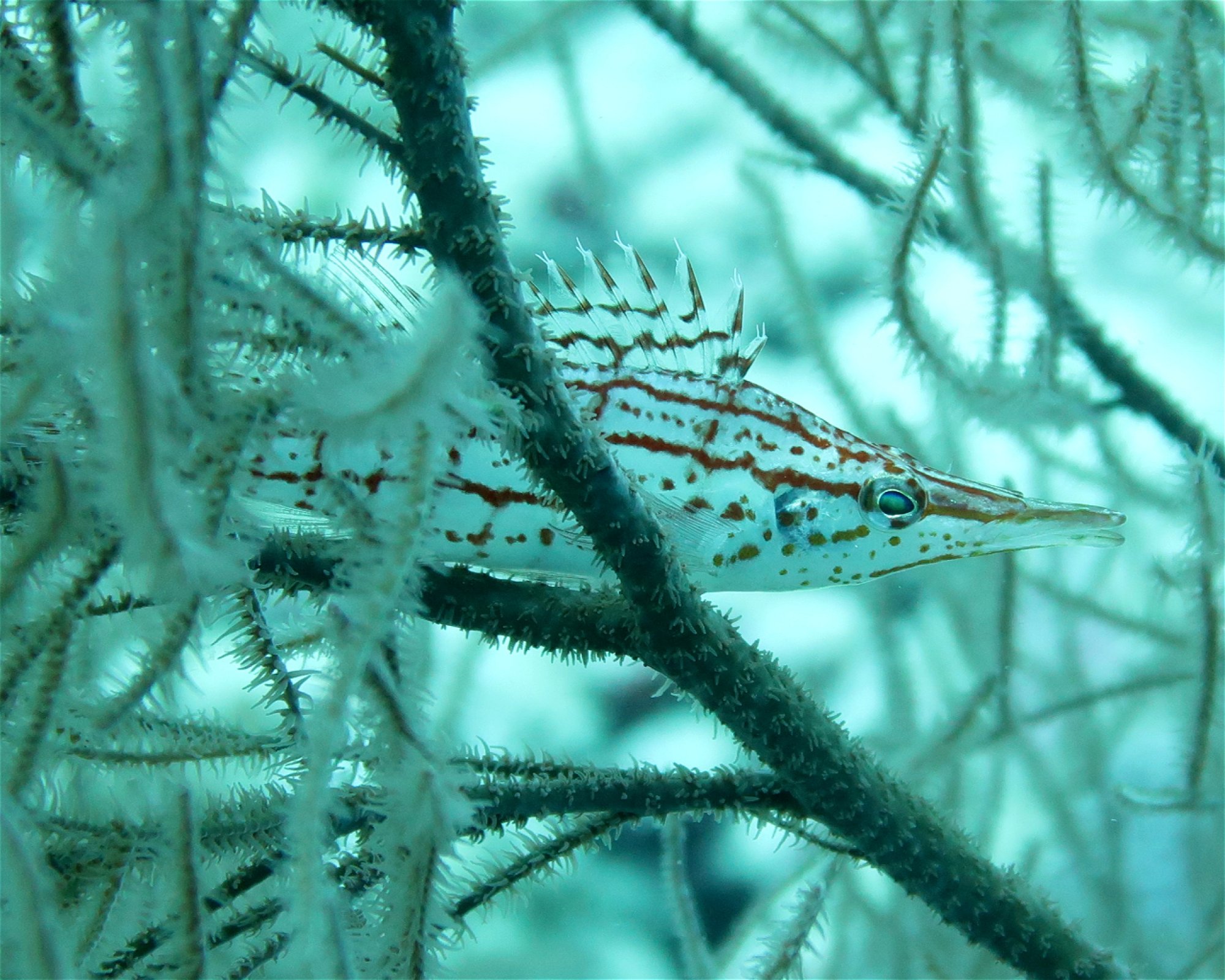DivePoint Meedhupparu, 960 Meedhupparu