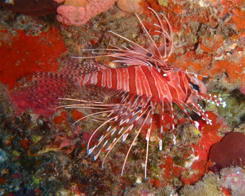 Divesite Image