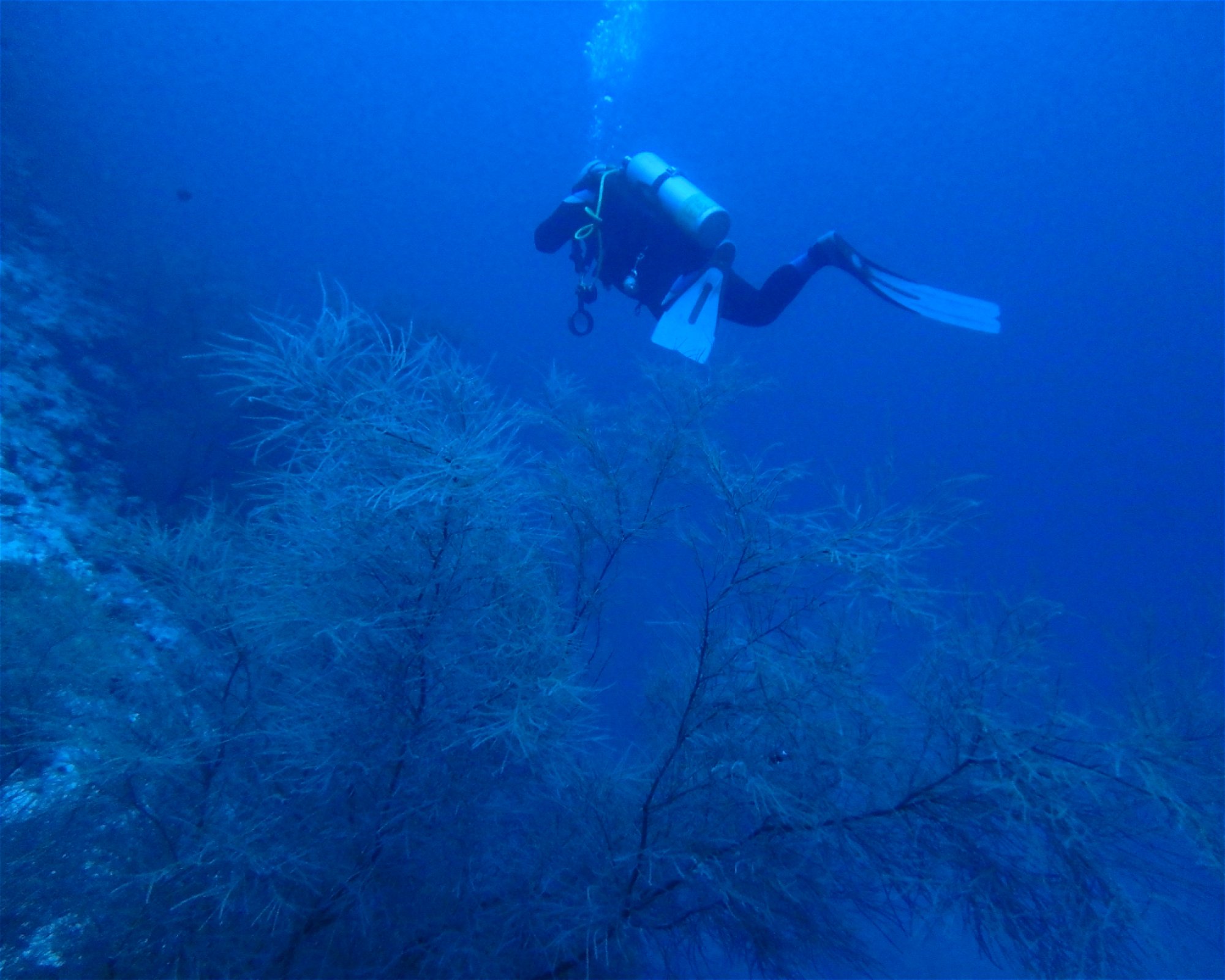 DivePoint Meedhupparu, 960 Meedhupparu