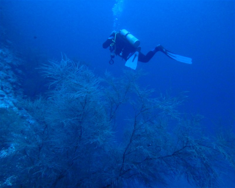Divesite Image
