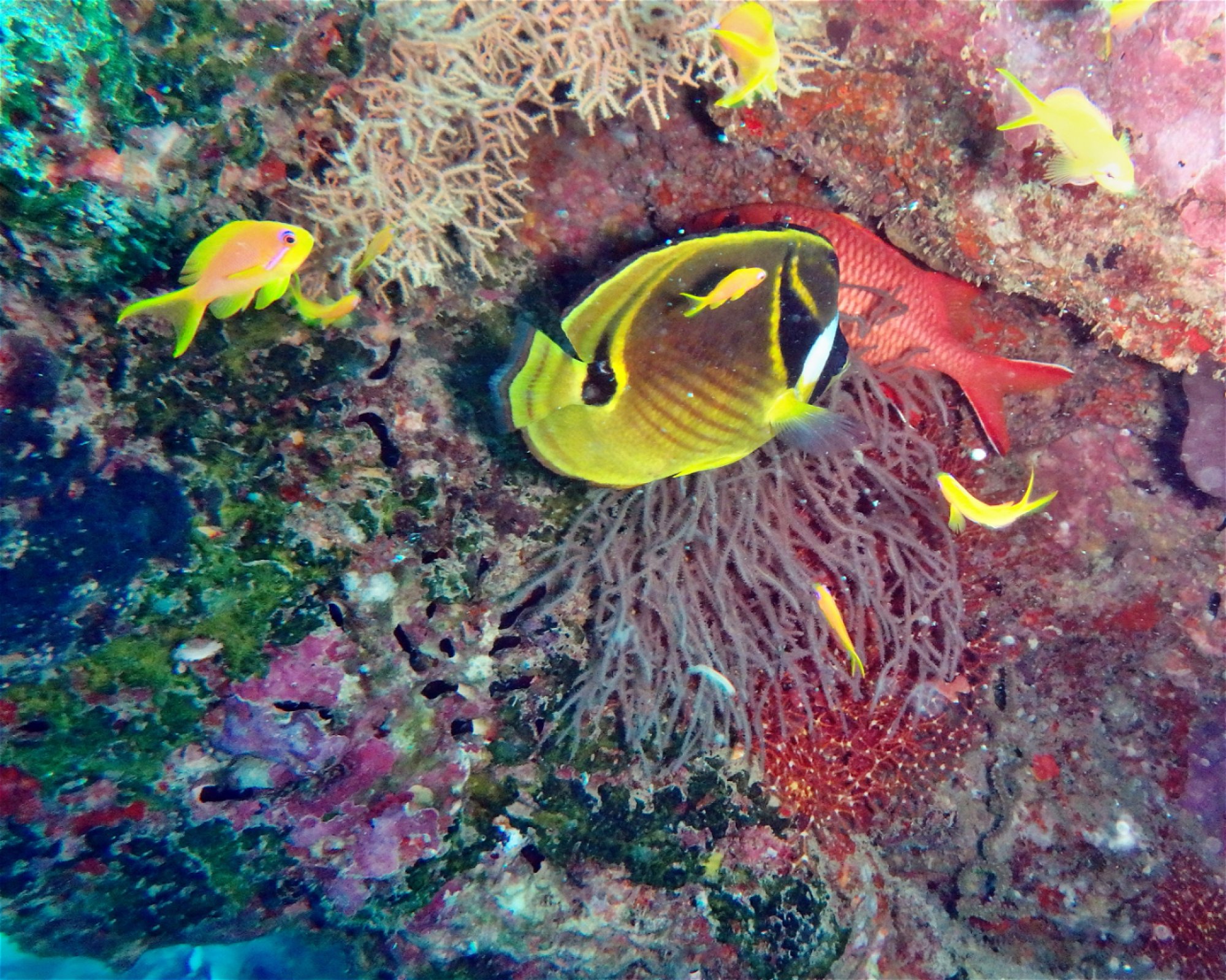 DivePoint Meedhupparu, 960 Meedhupparu