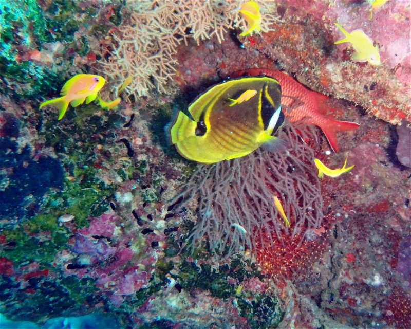 Divesite Image