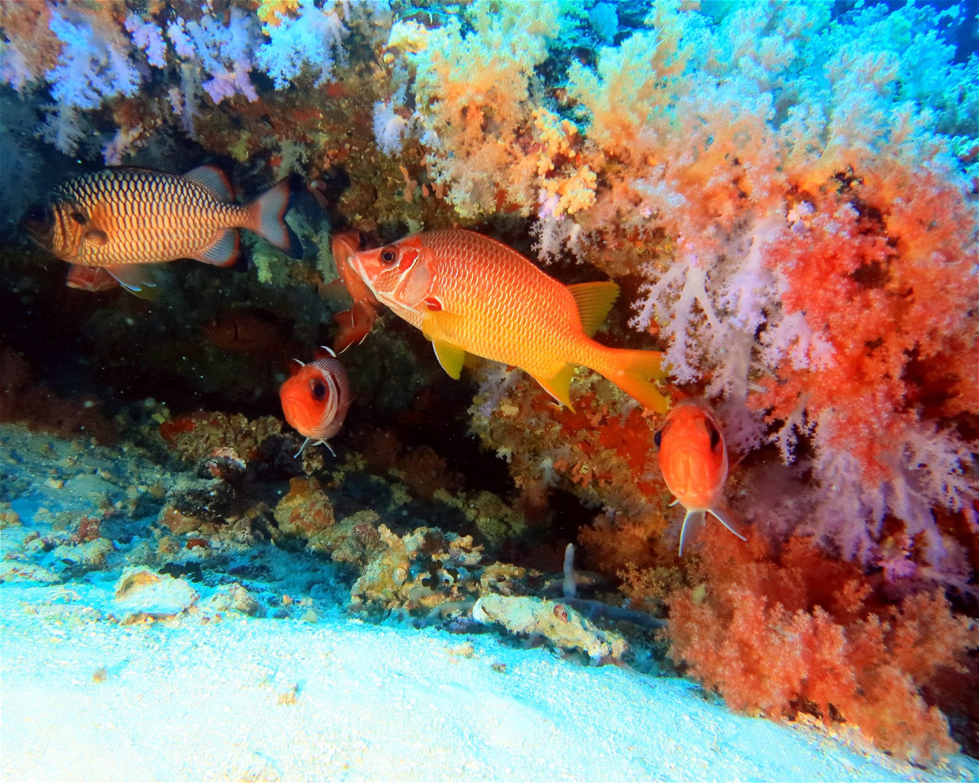 DivePoint Meedhupparu, 960 Meedhupparu