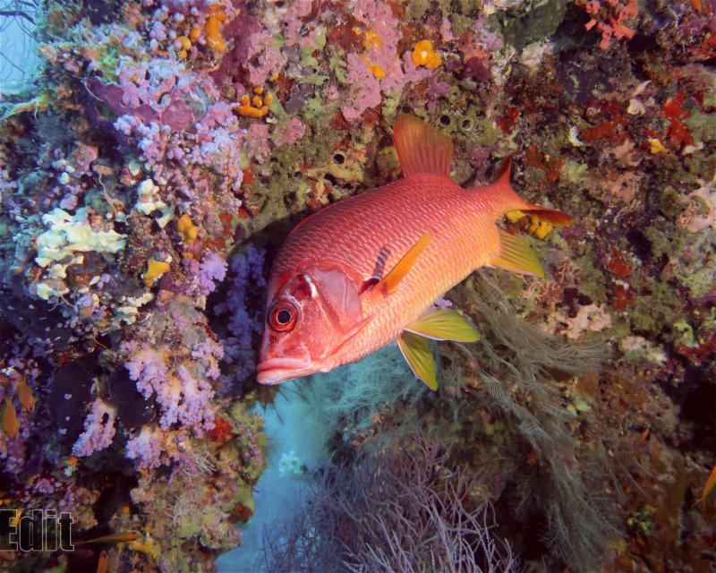 Divesite Image
